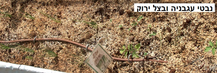 נבטי עגבניה ובצל ירוק